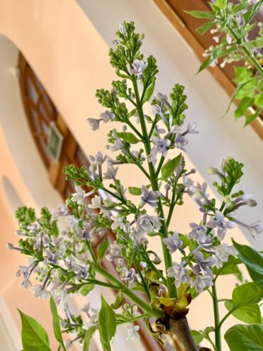 В конце февраля в Твери зацвела сирень зацвела сирень