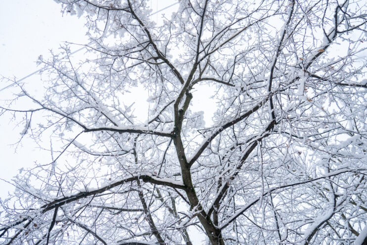 В Тверской области ожидаются снег и холодный ветер В Тверской области ожидаются снег и холодный ветер