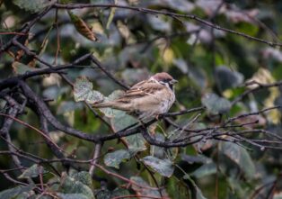 Жителям Тверской области предлагают посчитать воробьёв