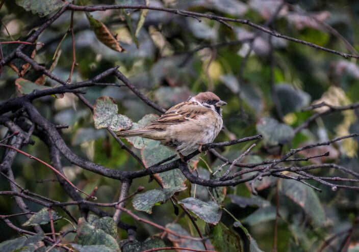 Жителям Тверской области предлагают посчитать воробьёв Жителям Тверской области предлагают посчитать воробьёв