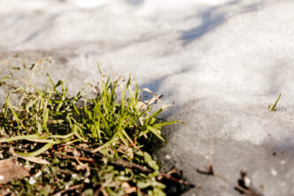 Погода в Тверской области всё ещё слишком тёплая для февраля Погода в Тверской области всё ещё слишком тёплая для февраля