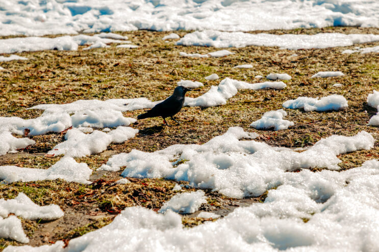 В Тверскую область придёт весеннее тепло В Тверскую область придёт весеннее тепло