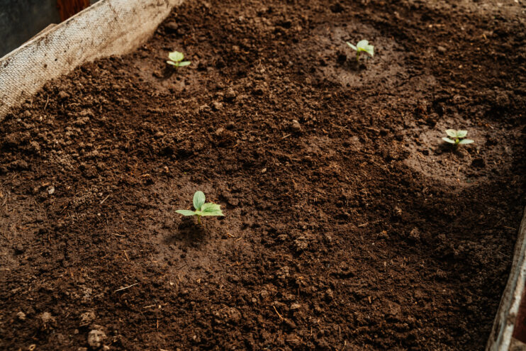 В Твери заработает выставка-продажа рассады и саженцев