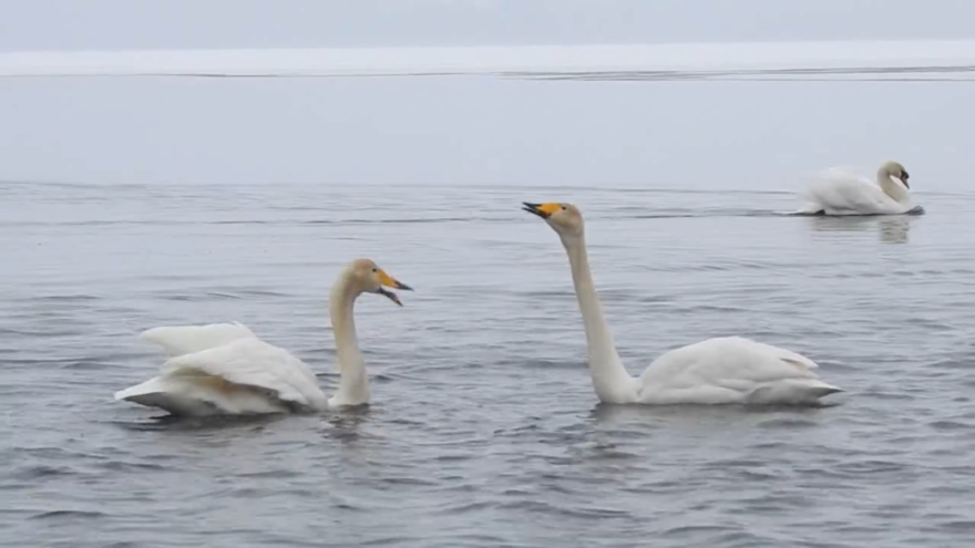 В Тверской области запечатлели свадебный танец лебединой пары