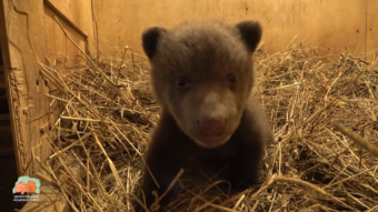 Стало известно, как назвали медвежонка-сироту, привезённого в Тверскую область Стало известно, как назвали медвежонка-сироту, привезённого в Тверскую область