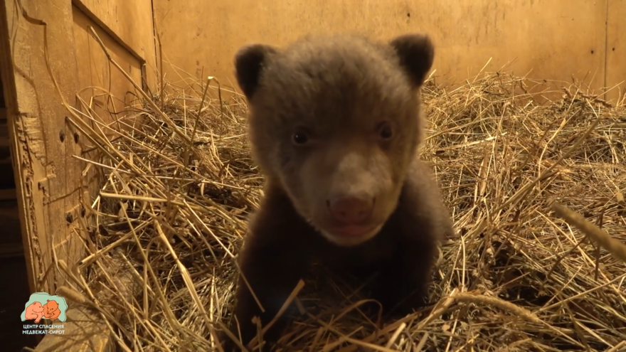 Стало известно, как назвали медвежонка-сироту, привезённого в Тверскую область Стало известно, как назвали медвежонка-сироту, привезённого в Тверскую область
