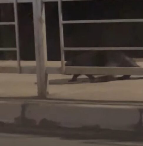 В Ржеве Тверской области заметили бобра В Ржеве Тверской области заметили бобра