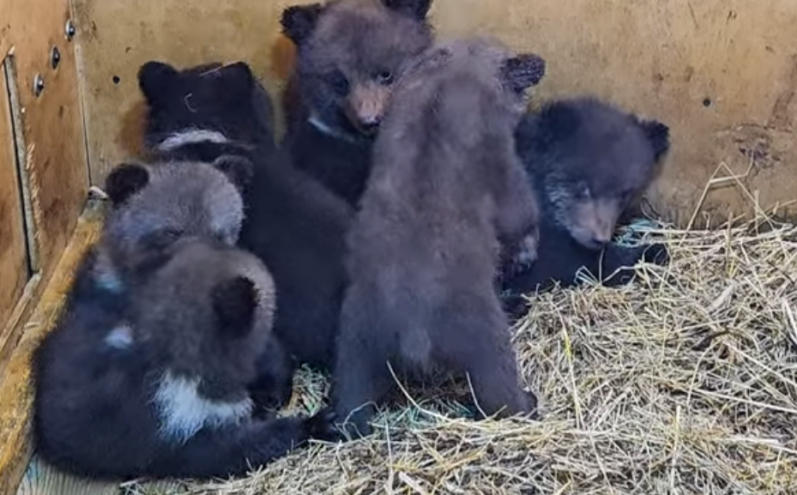 В центре спасения медвежат в Тверской области устроили знакомство новых подопечных В центре спасения медвежат в Тверской области устроили знакомство новых подопечных