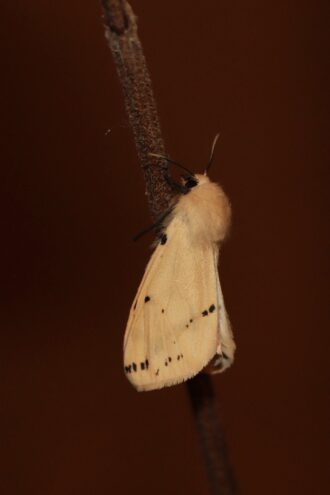 В Тверской области проснулись раньше времени бабочки