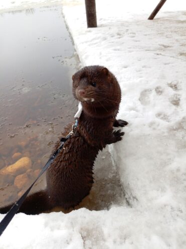 Жительница Тверской области потеряла домашнюю норку Тверской области