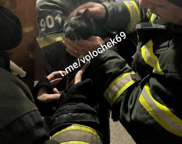 В Тверской области пожарные спасли кота спасли кота