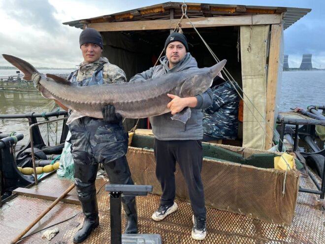В Тверской области вырастили гигантскую белугу В Тверской области