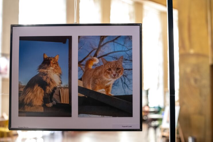 В тверском Театре кукол работает фотовыставка «Мартовский кот» В тверском Театре кукол работает фотовыставка «Мартовский кот»