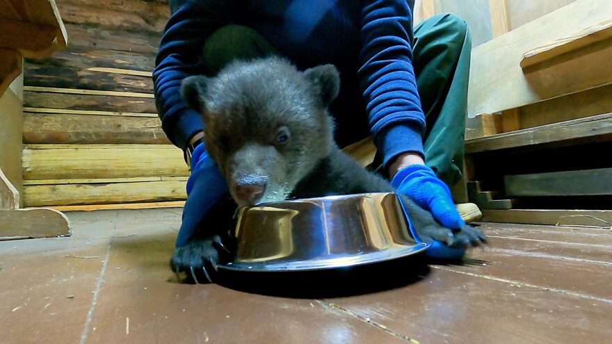 В Тверской области медвежонок Дина учится есть из миски