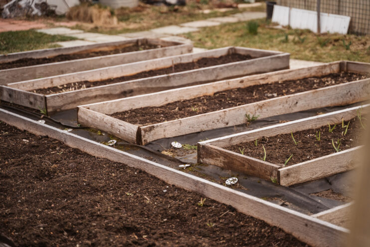 Выбираем и сеем капусту сеем капусту