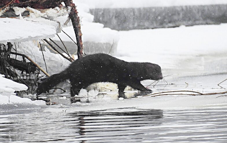 В Тверской области черноглазая хищница решила полакомиться останками лебедя