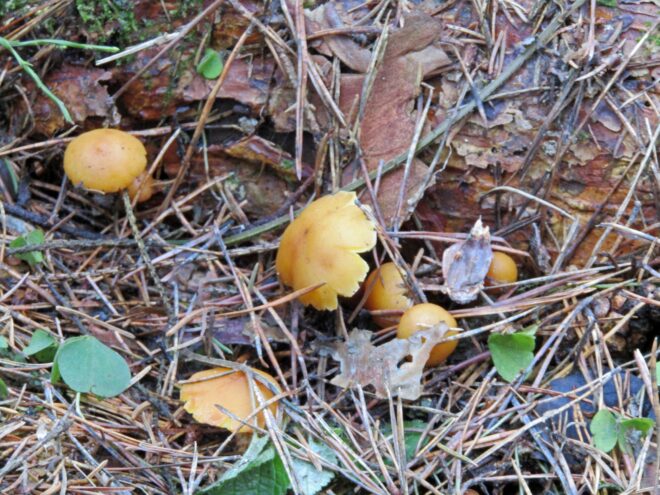 Грибникам приготовиться: в Тверской области вовсю растут грибы