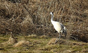 В Тверскую область прилетели журавли прилетели журавли