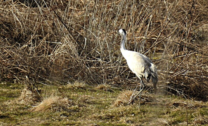 прилетели журавли