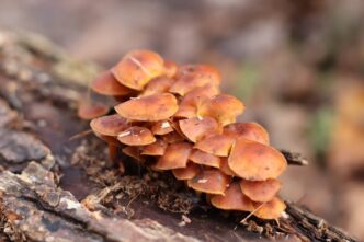 В Твери растут грибы, борющиеся с раком