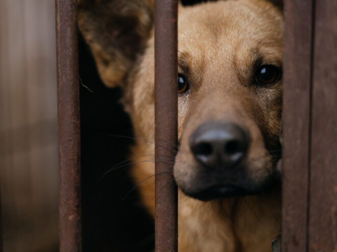 Жительница Тверской области призвала владельцев собак лучше следить за своими питомцами собак