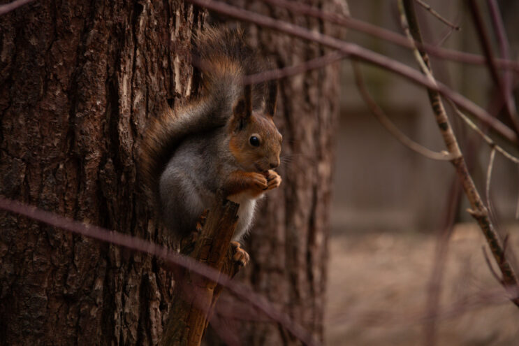 В тверской роще сфотографировали пушистых и любопытных белок белок