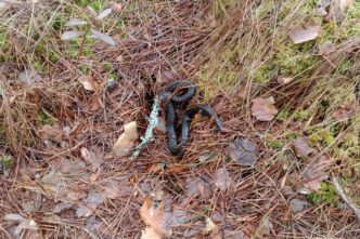 «Злая и голодная»: в Тверской области обнаружили проснувшуюся гадюку