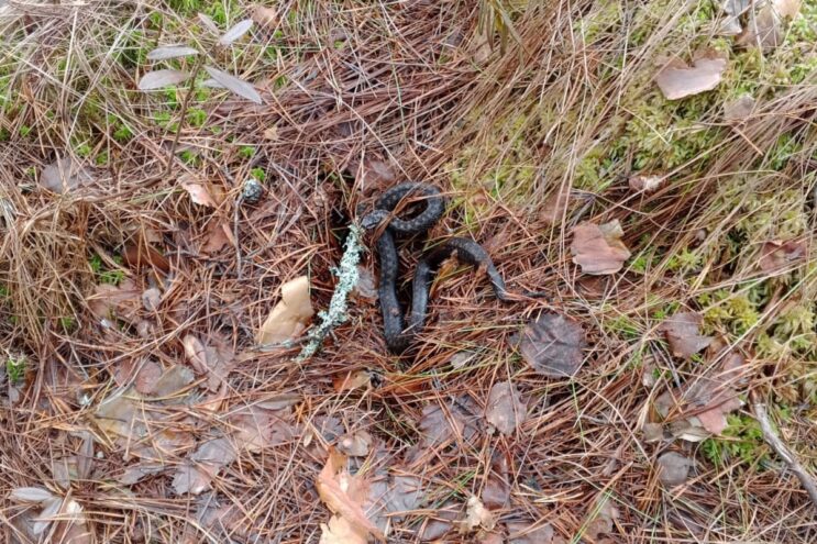 «Злая и голодная»: в Тверской области обнаружили проснувшуюся гадюку