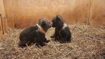 В Тверской области спасли двух брошенных медвежат двух