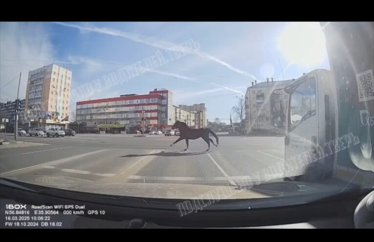 В Твери заметили одинокую лошадь
