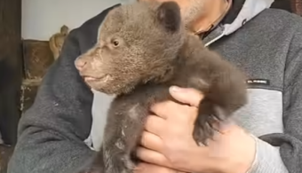 Медвежонка-сироту из Псковской области отправили к торопецким специалистам из Псковской области