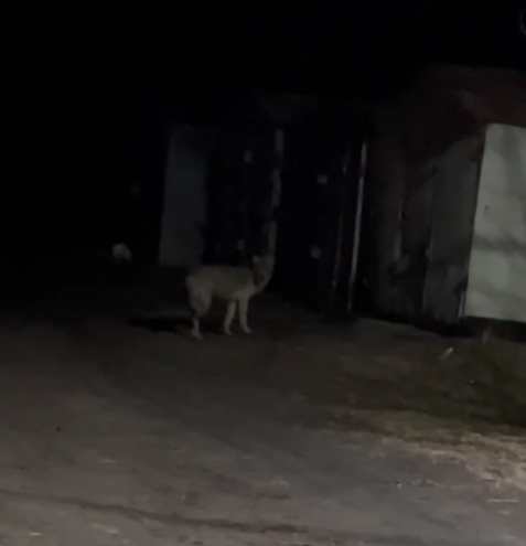 По городу в Тверской области разгуливает волк-одиночка