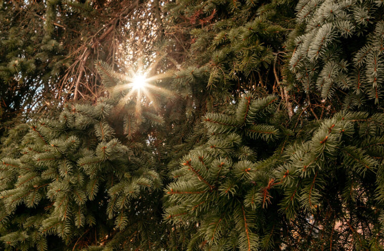 Воскресенье в Тверской области продолжит радовать хорошей погодой Воскресенье в Тверской области продолжит радовать хорошей погодой