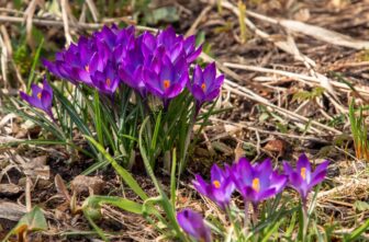 Последние мартовские выходные в Тверской области будут тёплыми и солнечными мартовские выходные