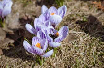 Синоптики приятно обрадовали прогнозом погоды на март в Тверской области Синоптики приятно обрадовали прогнозом погоды на март в Тверской области