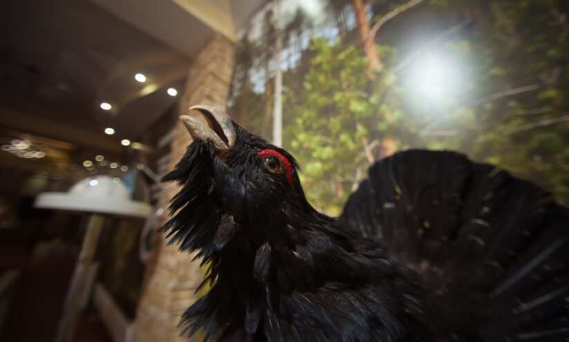 Жители Тверской области могут понаблюдать за брачными танцами глухарей и тетеревов