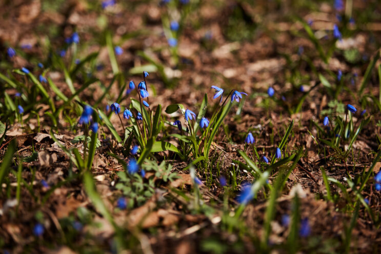 Тверской области