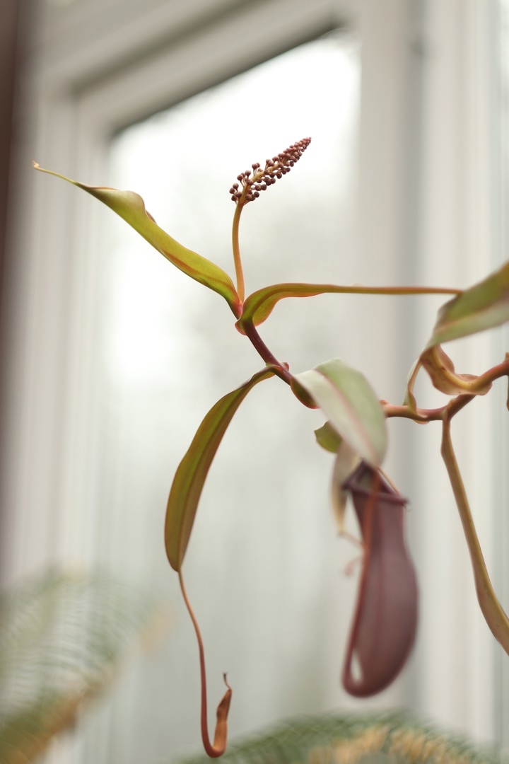 В тверском Ботаническом саду зацвел Непентес кроваво-красный В тверском Ботаническом саду зацвел Непентес кроваво-красный