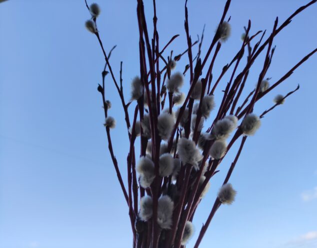 Приметы: что нужно сделать в Вербное воскресенье Вербное воскресенье