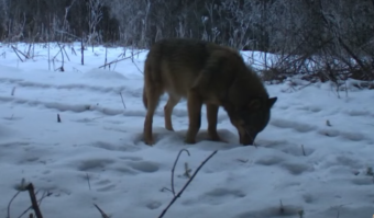 В Тверской области волки стали чаще выходить к людям В Тверской области волки стали чаще выходить к людям