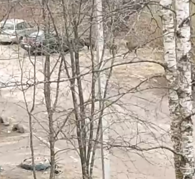 Кабаны гуляли по улицам в Бологое Тверской области Кабаны гуляли по улицам в Бологое Тверской области