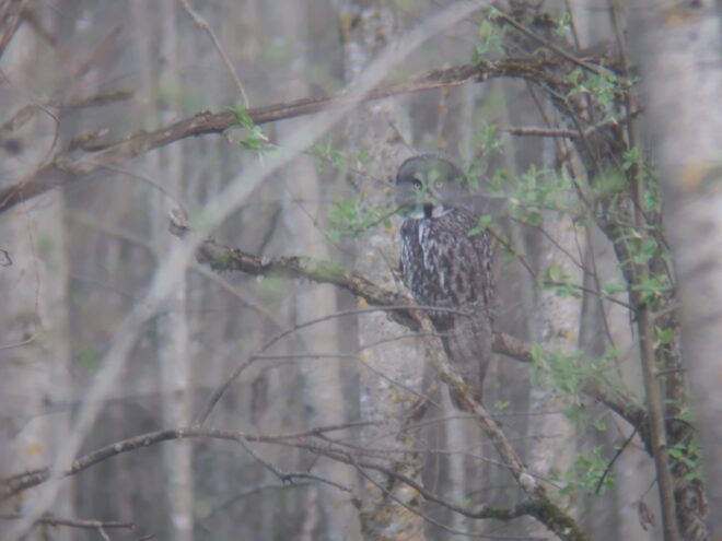 В Тверской области сфотографировали сову из Красной книги сову