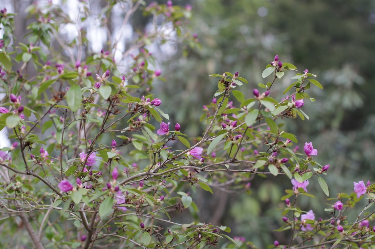 В тверском Ботаническом саду зацветает "алтайская сакура" В тверском Ботаническом саду зацветает "алтайская сакура"