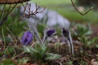 В Твери зацвела краснокнижная «сон-трава» сон-трава