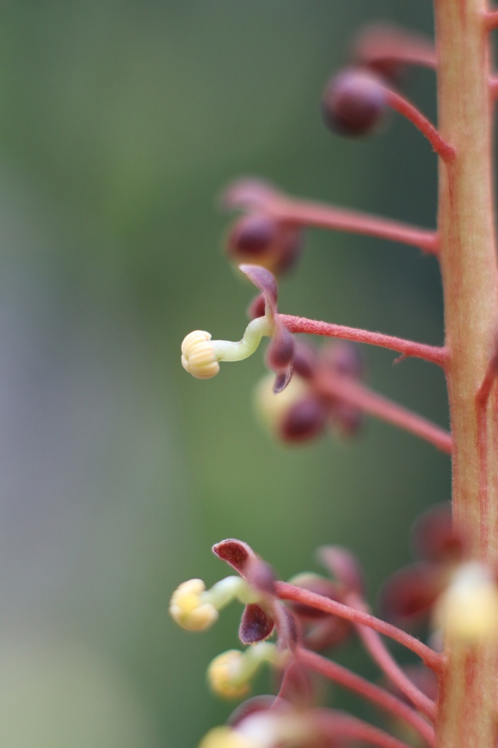 В тверском Ботаническом саду зацвел Непентес кроваво-красный В тверском Ботаническом саду зацвел Непентес кроваво-красный