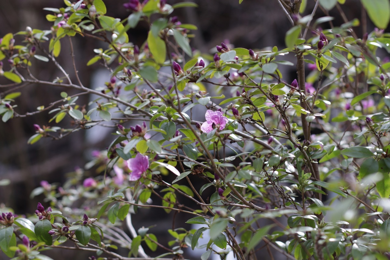 В тверском Ботаническом саду зацветает "алтайская сакура" В тверском Ботаническом саду зацветает "алтайская сакура"