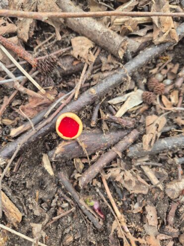 необычные грибы