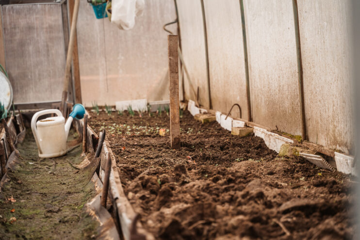 Пришло время выбирать саженцы выбирать саженцы