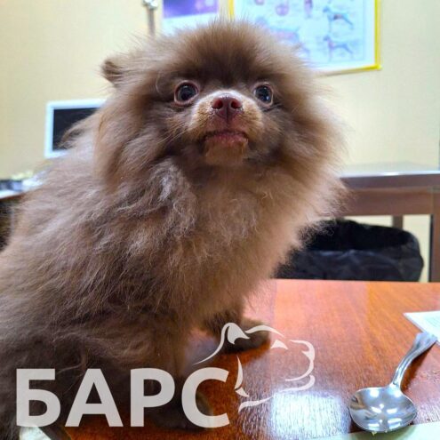 Тверские ветеринары приняли очередного пациента с подозрением на инородное тело