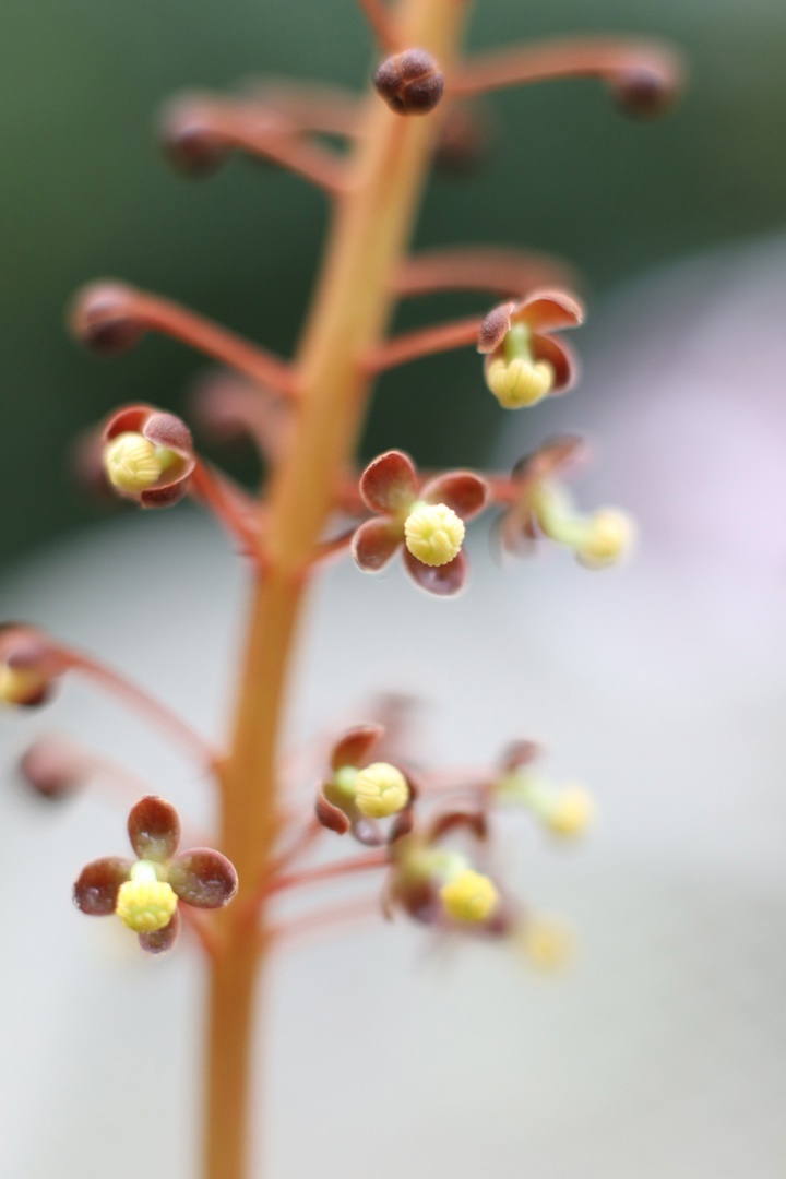 В тверском Ботаническом саду зацвел Непентес кроваво-красный В тверском Ботаническом саду зацвел Непентес кроваво-красный